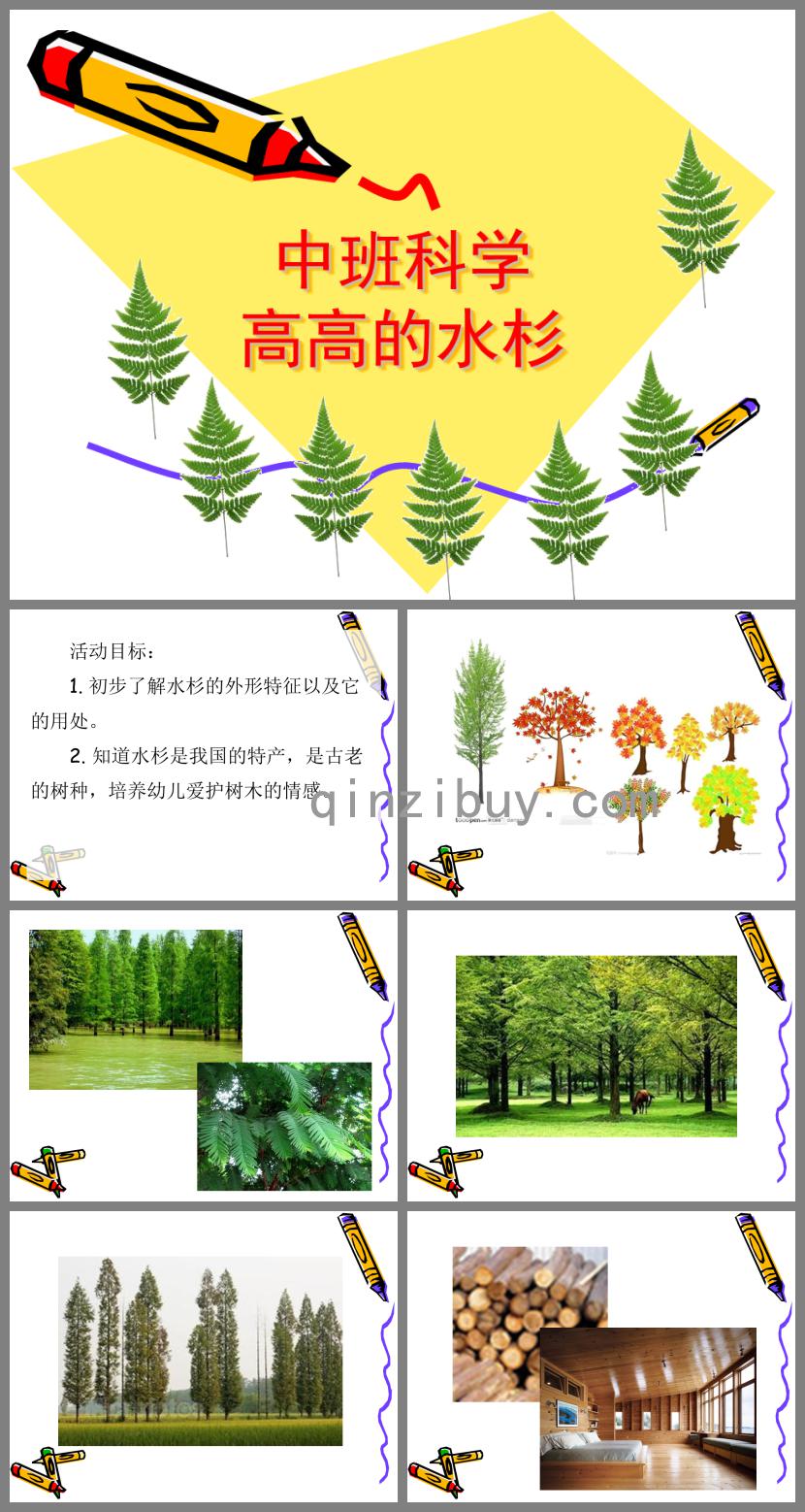 中班科學(xué)高高的水杉PPT課件