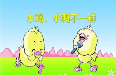 小班科學小雞、小鴨不一樣PPT課件音樂音頻