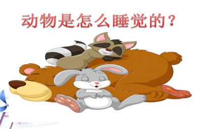 大班科學動物是怎么睡覺的？PPT課件