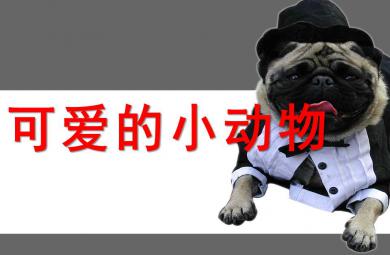 大班語言可愛的小動物PPT課件