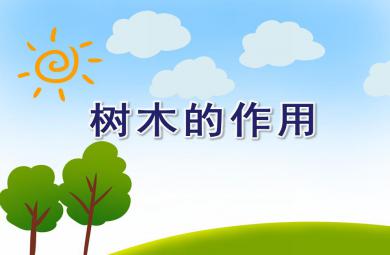 大班社會樹木的作用PPT課件