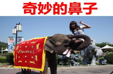 大班綜合活動奇妙的鼻子PPT課件