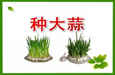 幼兒園活動種植大蒜方法PPT課件