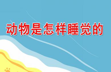 大班科學(xué)公開(kāi)課動(dòng)物是怎樣睡覺(jué)的PPT課件配音