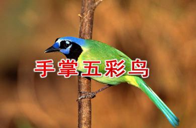 中班美術(shù)活動手掌五彩鳥PPT課件教案