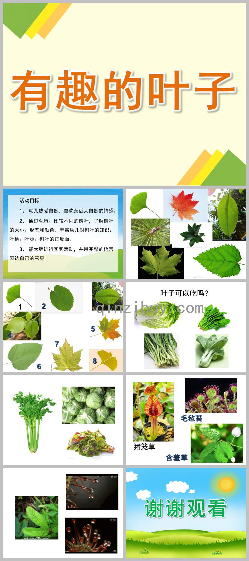 大班科學(xué)有趣的葉子PPT課件教案