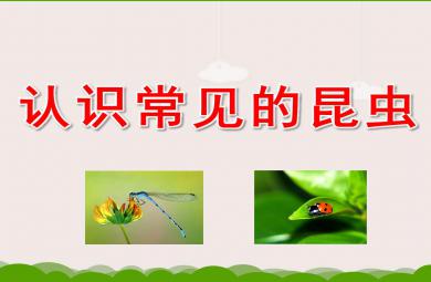 大班科學課件認識常見的昆蟲PPT課件教案