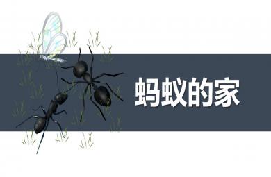 大班美術螞蟻的家PPT課件教案