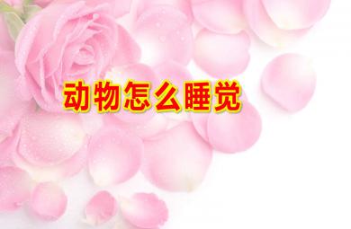 大班科學(xué)動(dòng)物怎么睡覺(jué)PPT課件教案