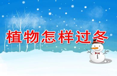 中班科學(xué)植物過冬PPT課件教案