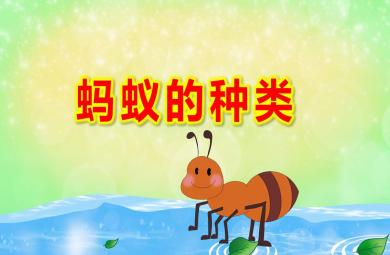 中班科學(xué)螞蟻的種類PPT課件教案