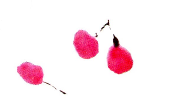 幼兒園大班中國畫教案：紅紅的櫻桃